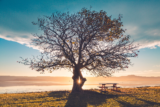 Árbol